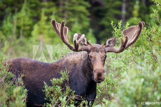 Picture of Moose in the brush